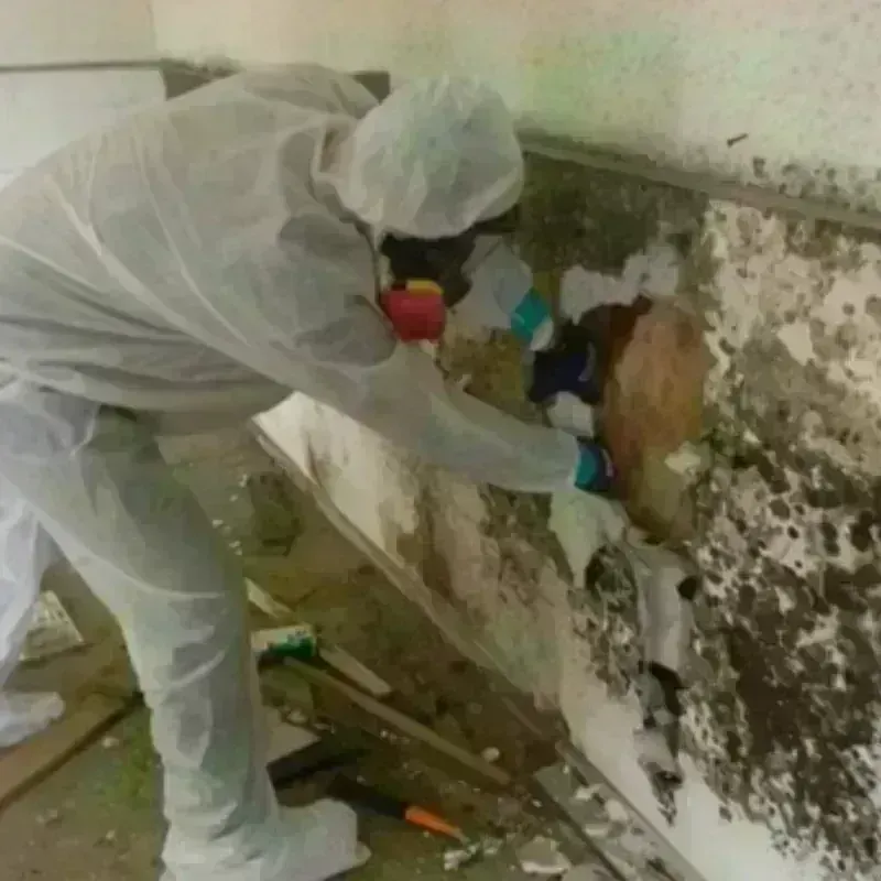 Mold Remediation and Removal in Valencia, NM